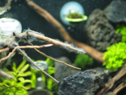 weißer belag wurzel