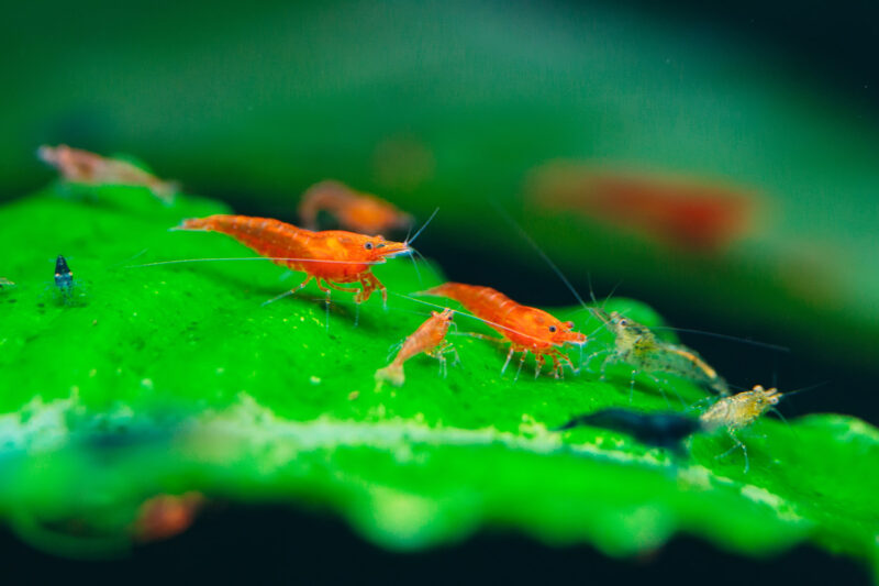 Garnelen Fortpflanzung