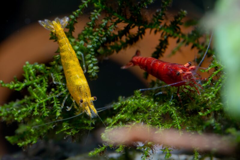 Neocaridina davidi Arten